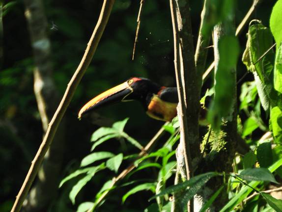 Muitos pássaros no Parque Nacional de Manuel Antonio, no litoral do Oceano Pacífico, na Costa Rica